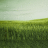 motiv-grass